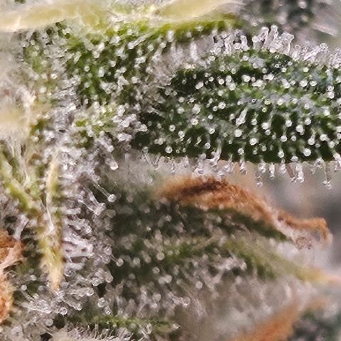 Sour Diesel growlog timeline photo