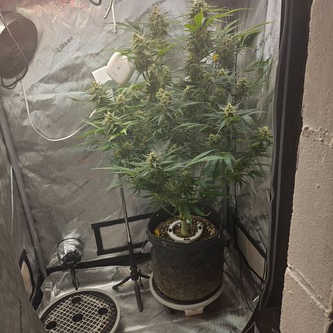 Sour Diesel growlog timeline photo