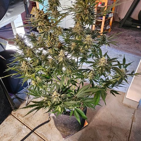 Sour Diesel growlog timeline photo