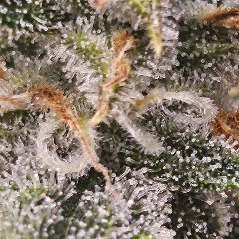 Sour Diesel growlog timeline photo