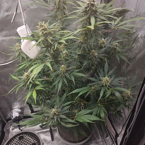 Sour Diesel growlog timeline photo