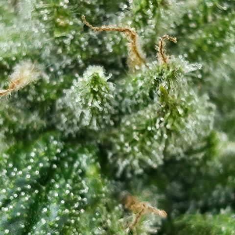 Banana Purple Punch Auto growlog timeline photo