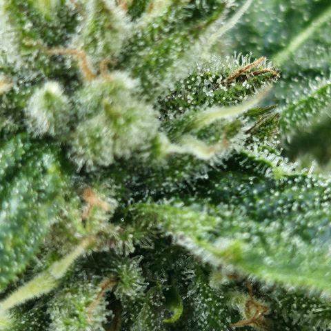 Banana Purple Punch Auto growlog timeline photo