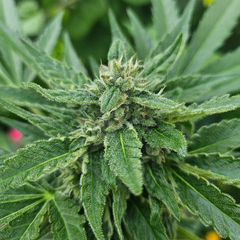 Banana Purple Punch Auto growlog timeline photo