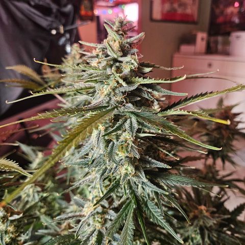 Sour Diesel growlog timeline photo