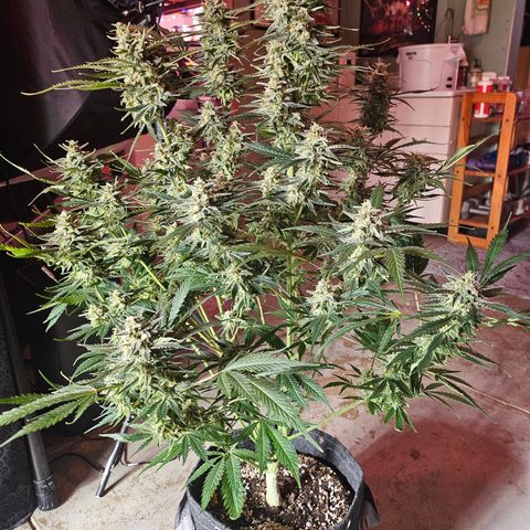 Sour Diesel growlog timeline photo