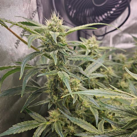 Strawberry Gorilla growlog timeline photo