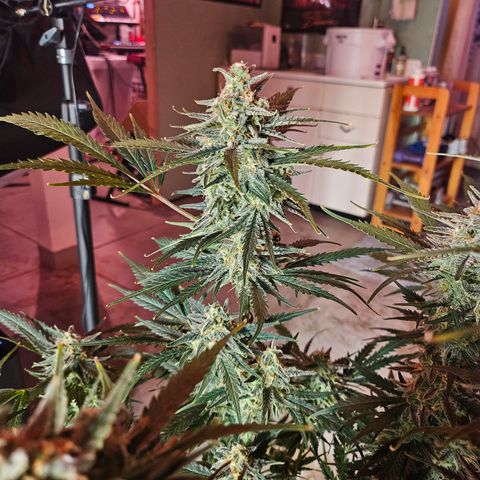 Sour Diesel growlog timeline photo