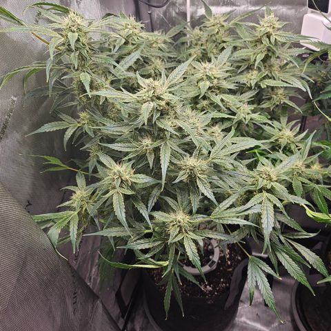 Strawberry Gorilla growlog timeline photo