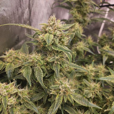 Strawberry Gorilla growlog timeline photo