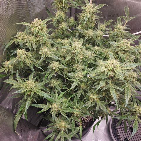 Strawberry Gorilla growlog timeline photo