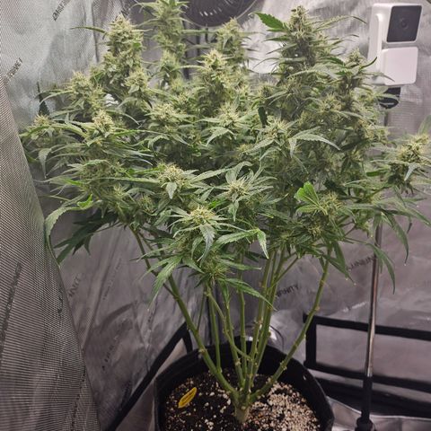 Strawberry Gorilla growlog timeline photo