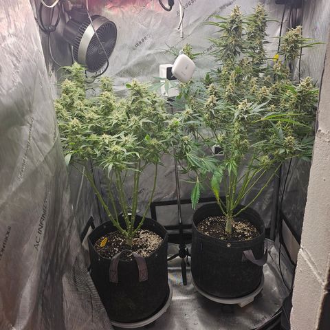 Strawberry Gorilla growlog timeline photo