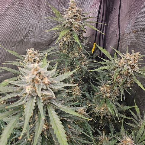 Sour Diesel growlog timeline photo