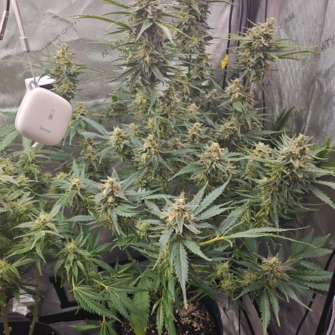 Sour Diesel growlog timeline photo