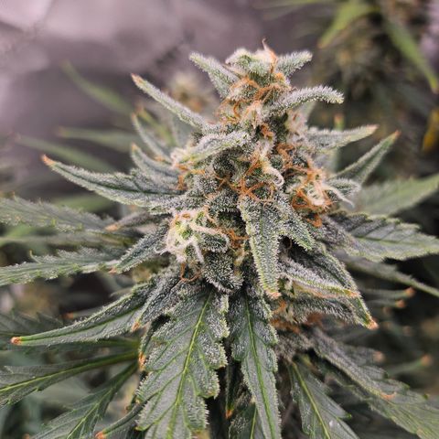 Sour Diesel growlog timeline photo