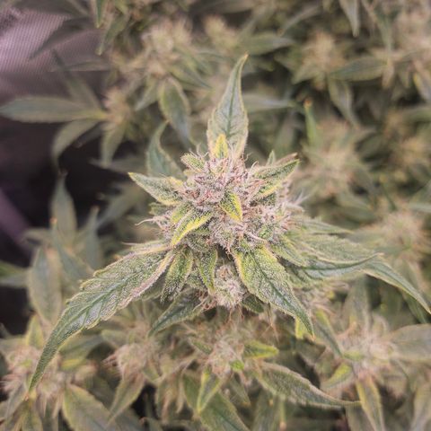 Strawberry Gorilla growlog timeline photo