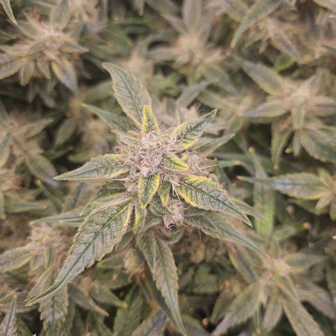 Strawberry Gorilla growlog timeline photo