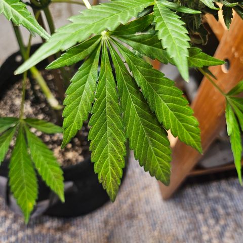 Banana Purple Punch Auto growlog photo: BPP starting to turn P!