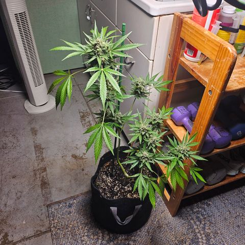 Banana Purple Punch Auto growlog photo: BPP starting to turn P!