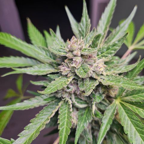 Banana Purple Punch Auto growlog photo: BPP starting to turn P!