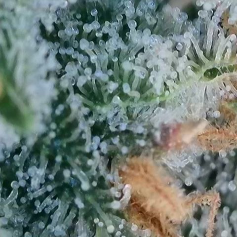 Sour Diesel growlog timeline photo