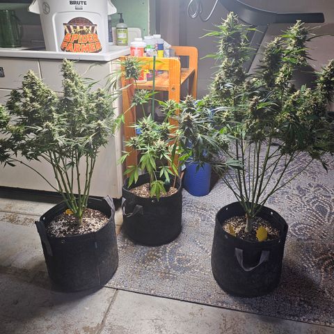 Strawberry Gorilla growlog photo: Family photo