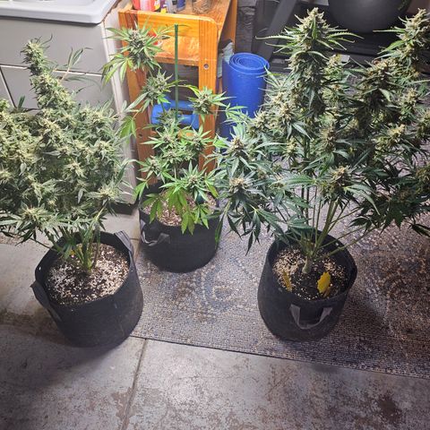Strawberry Gorilla growlog photo: Family photo
