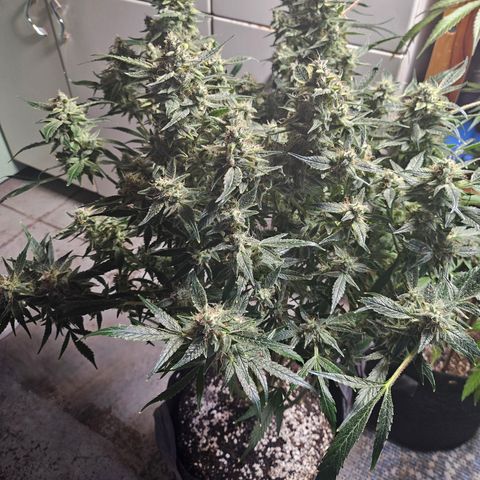 Strawberry Gorilla growlog timeline photo