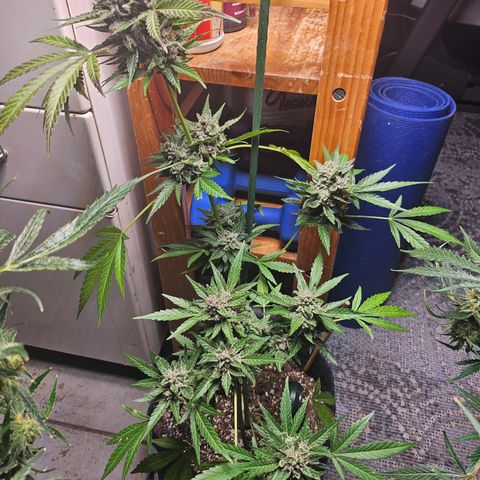 Banana Purple Punch Auto growlog timeline photo
