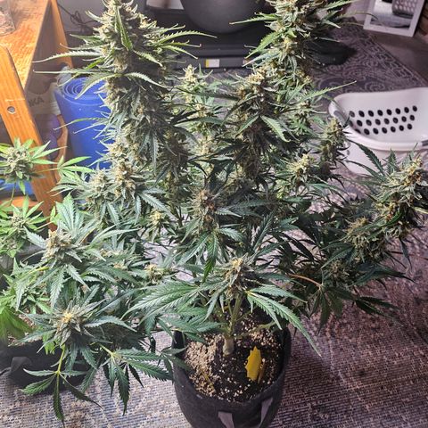 Sour Diesel growlog timeline photo