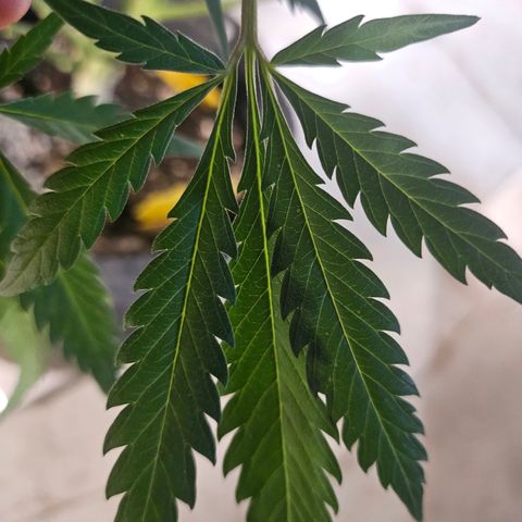 Sour Diesel growlog photo: Interesting leaf formation on SD