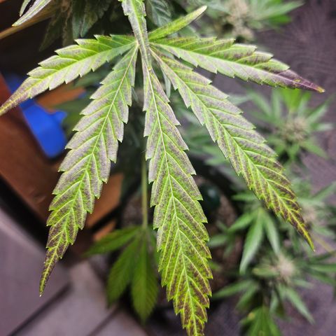 Banana Purple Punch Auto growlog photo: Fadin