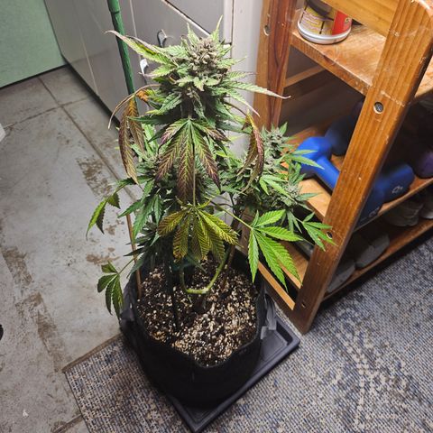 Banana Purple Punch Auto growlog timeline photo
