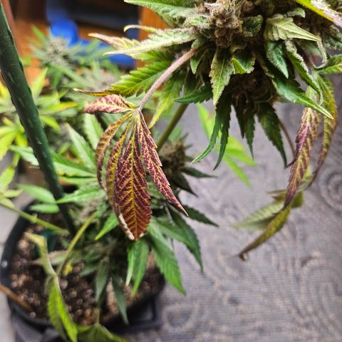 Banana Purple Punch Auto growlog timeline photo