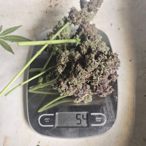 Banana Purple Punch Auto growlog photo: Weight after wet trim.