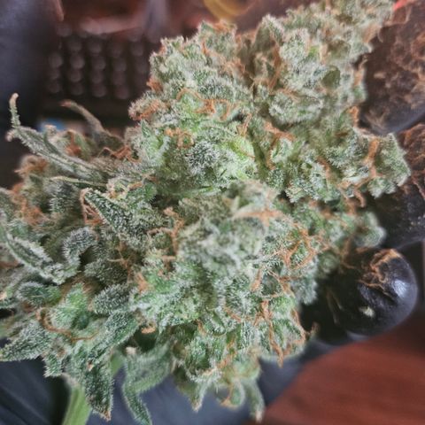 Sour Diesel growlog timeline photo