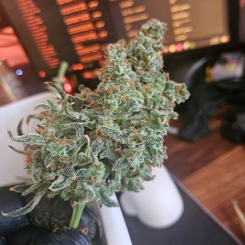 Sour Diesel growlog timeline photo