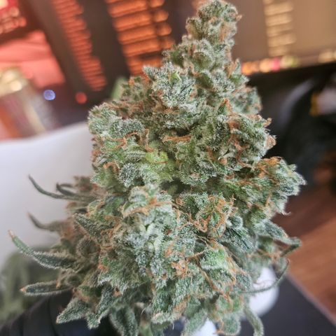 Sour Diesel growlog timeline photo