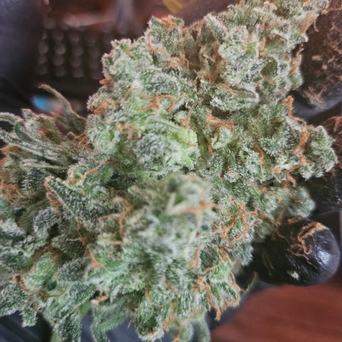 Sour Diesel growlog timeline photo