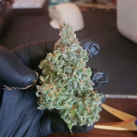 Sour Diesel growlog timeline photo