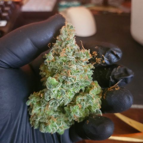 Sour Diesel growlog timeline photo