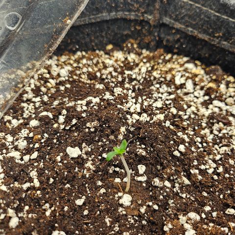 Orange Creamsicle X Hella Jelly growlog timeline photo