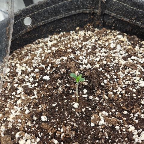 Orange Creamsicle X Hella Jelly growlog timeline photo