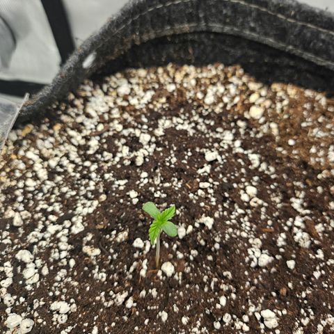 Orange Creamsicle X Hella Jelly growlog timeline photo