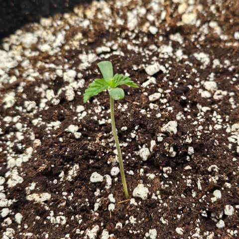 Orange Creamsicle X Hella Jelly growlog timeline photo