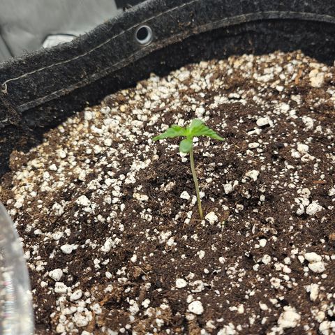 Orange Creamsicle X Hella Jelly growlog timeline photo
