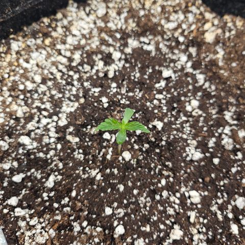 Orange Creamsicle X Hella Jelly growlog timeline photo