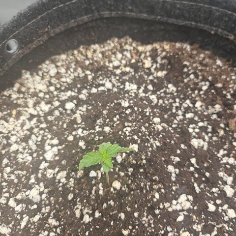 Orange Creamsicle X Hella Jelly growlog timeline photo