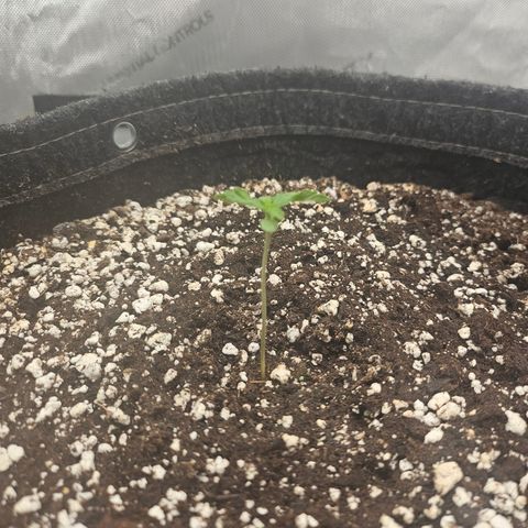 Orange Creamsicle X Hella Jelly growlog timeline photo